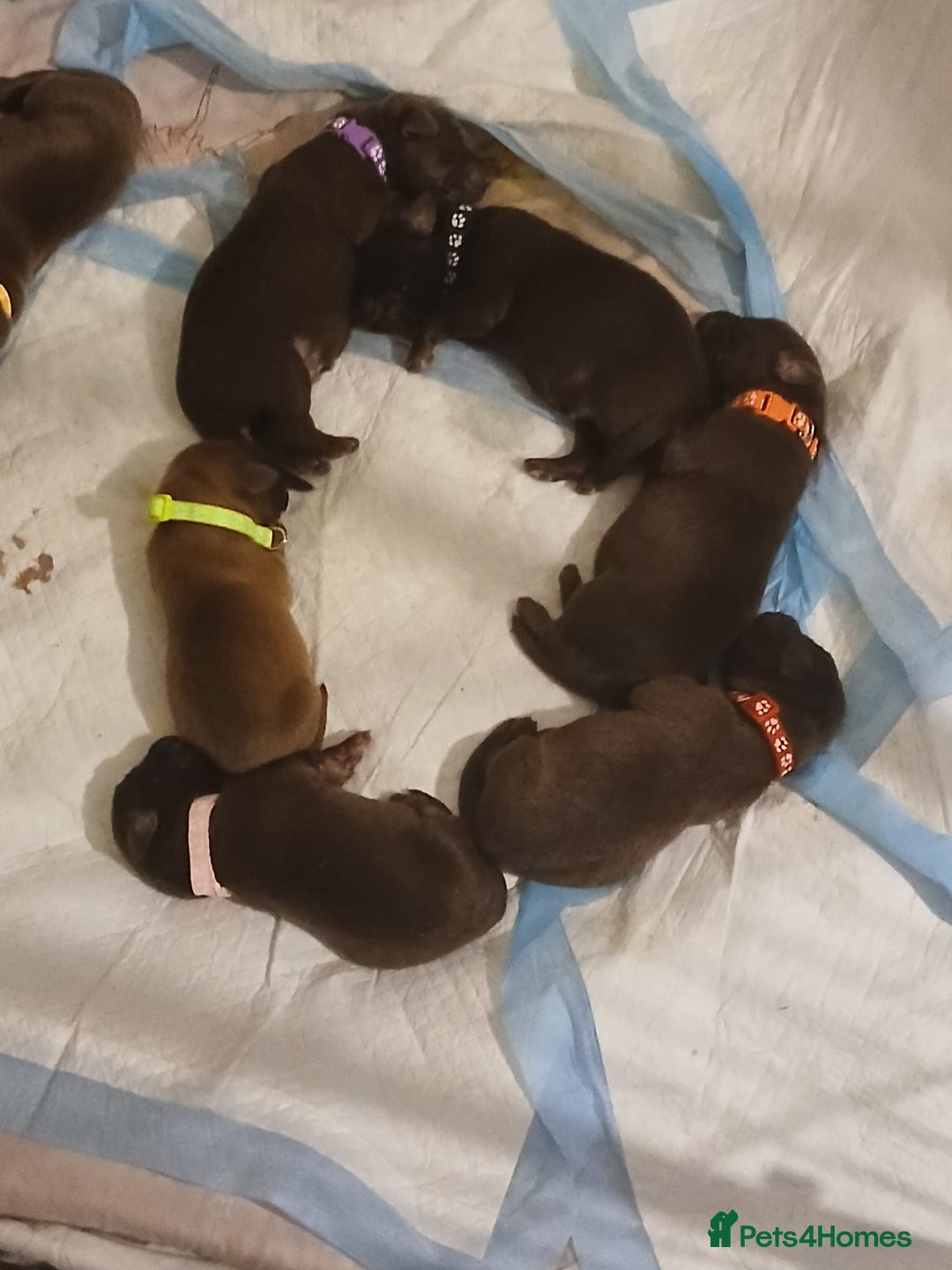 Mixed Breed dogs for sale: 🐾 Beautiful Puppies Looking 4 A Forever Homes 🐾 - Image 2