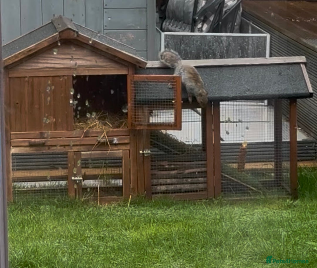 Guinea Pig rodents for sale: 2 boy guinea pigs with 3 cages and accessories - Advert 4