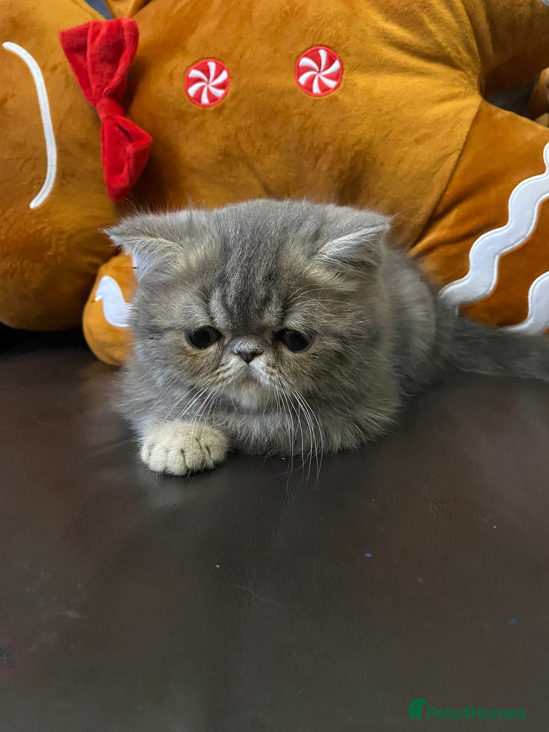 Persian cats for sale: EXCEPTIONAL LITTER PERSIAN EXOTIC KITTENS - Advert 13