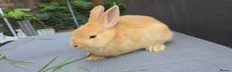 Lionhead rabbits for sale: Lion head  (Double maned) - Advert 7