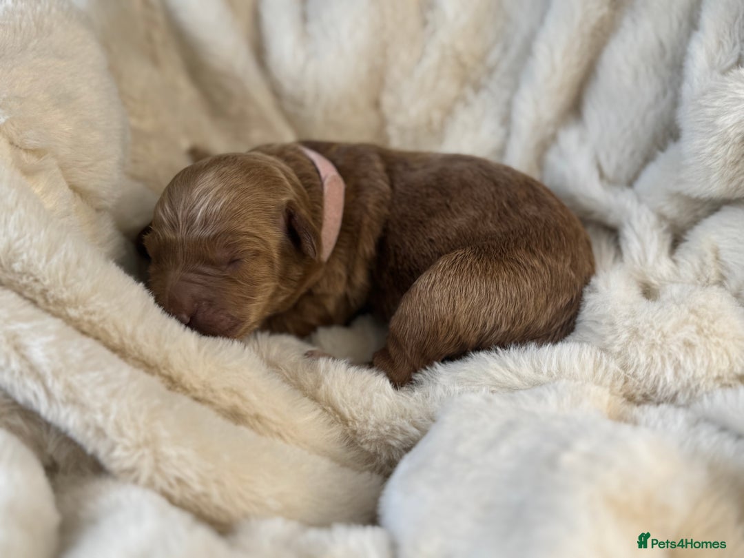 Mini Goldendoodle dogs for sale: Miniature Goldendoodle F1b Puppies - Advert 18