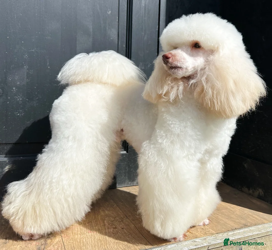 Toy Poodle dogs for stud: Top Quality KC Toy Poodle for Stud in Bury Saint Edmunds - Advert 6