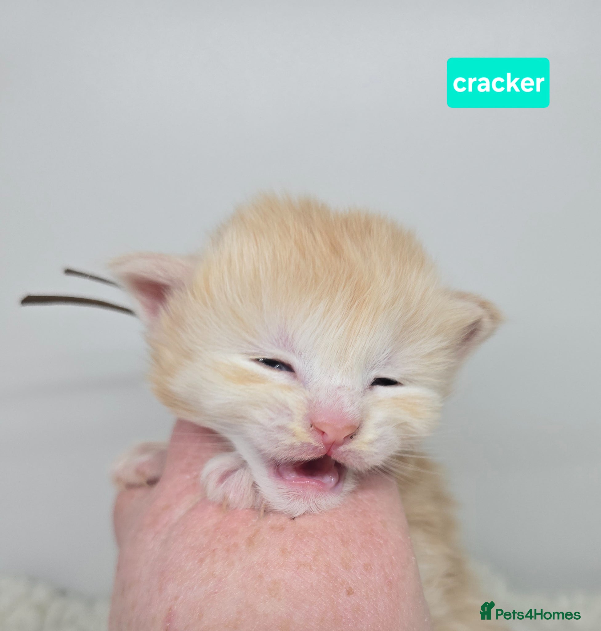 Maine Coon cats Amazing Large Red & Cream Silver Boys Maine Coons - Advert 18