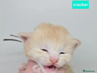 Maine Coon cats Amazing Large Red & Cream Silver Boys Maine Coons - Advert 18