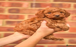 Cavachon dogs for sale: Cavapoochon Puppies Ready 19th September - Image 3
