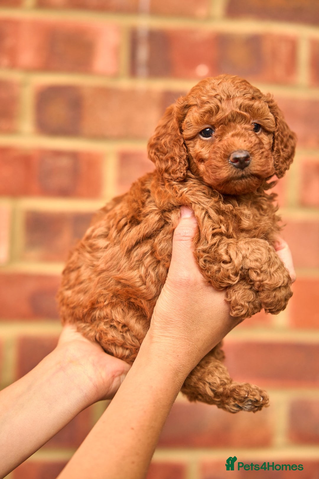 Cavachon dogs for sale: Cavapoochon Puppies Ready 19th September - Image 3