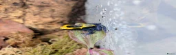 Frog reptiles for sale: Dendrobate Tinctorius "French Guyana" - Advert 1