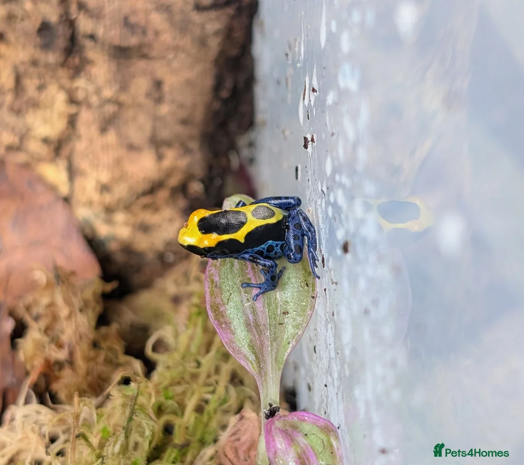 Frog reptiles for sale: Dendrobate Tinctorius "French Guyana" - Advert 1
