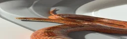 Corn Snake reptiles for sale: Beautiful corn snake looking for new home  in Edenbridge - Advert 5