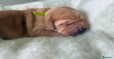 Labrador Retriever dogs - Advert 9