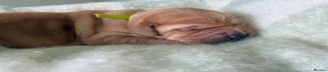Labrador Retriever green
