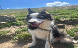 Border Collie dogs for sale: Ted - Border Collie looking for a new pet home - Image 2