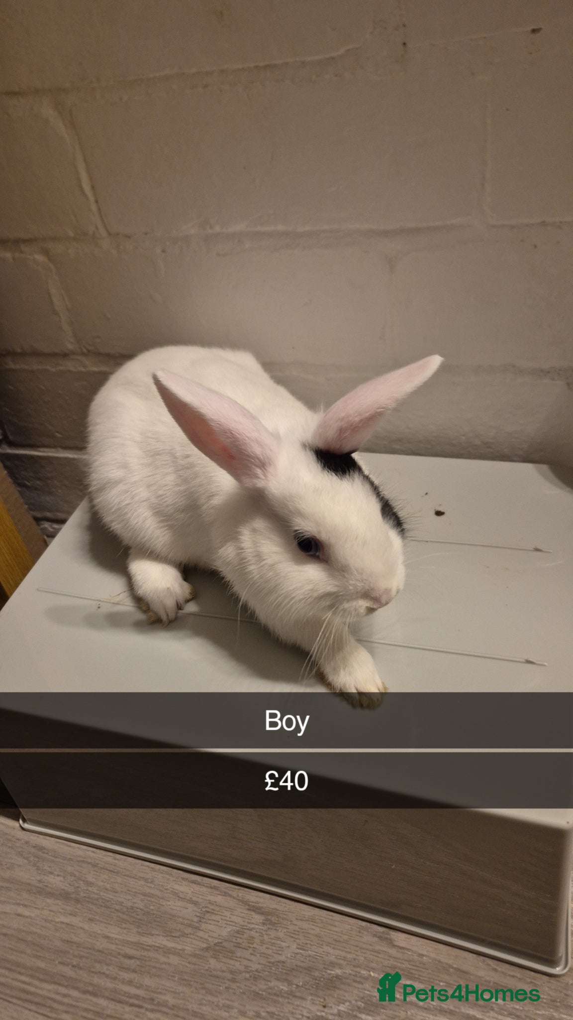 Lionhead rabbits Lionhead Baby Rabbits 8 weeks (Friendly) - Advert 7