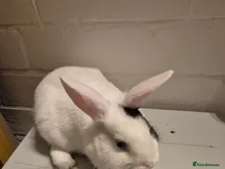 Lionhead rabbits Lionhead Baby Rabbits 8 weeks (Friendly) - Advert 7