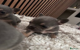 French Bulldog dogs for sale: lilac and tan french bulldogs - Image 4
