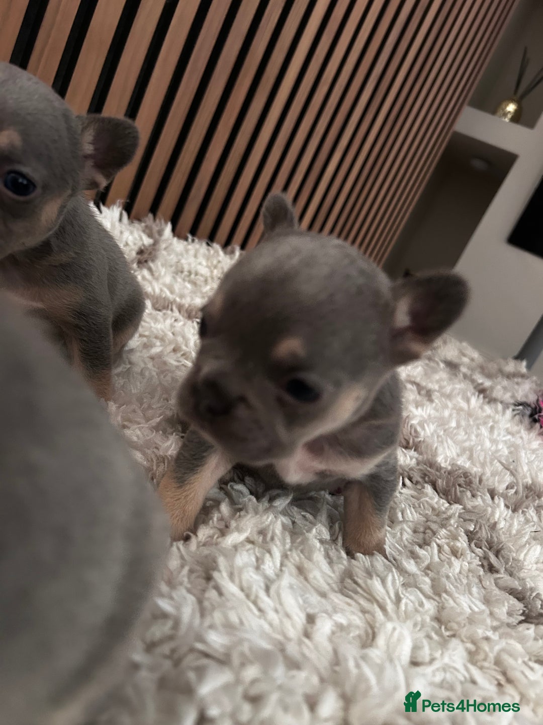 French Bulldog dogs for sale: lilac and tan french bulldogs - Image 4