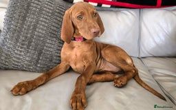 Hungarian Vizsla dogs for sale: Hungarian Vizsla Puppies - Image 6