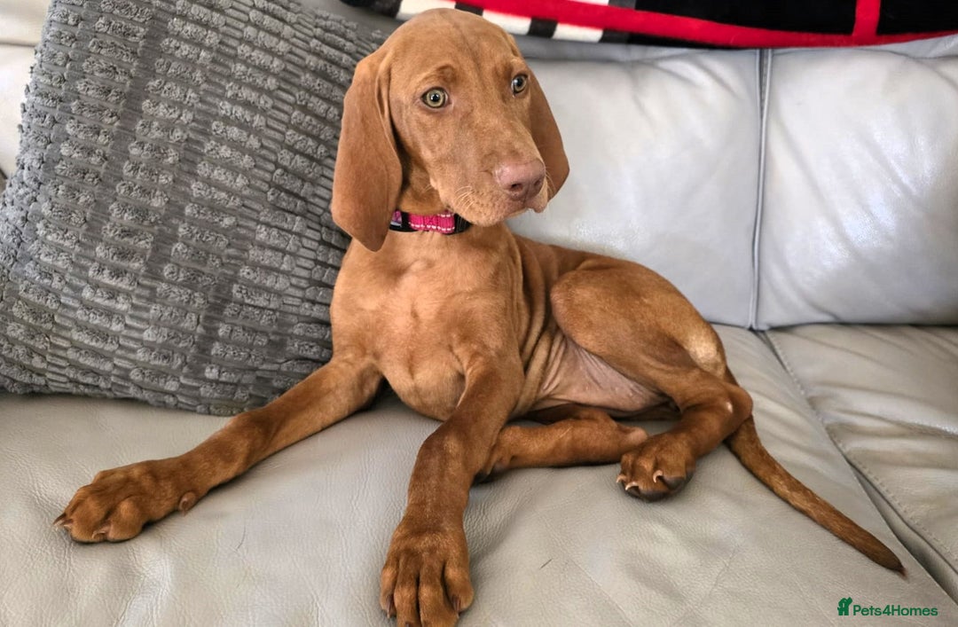 Hungarian Vizsla dogs for sale: Hungarian Vizsla Puppies - Image 6