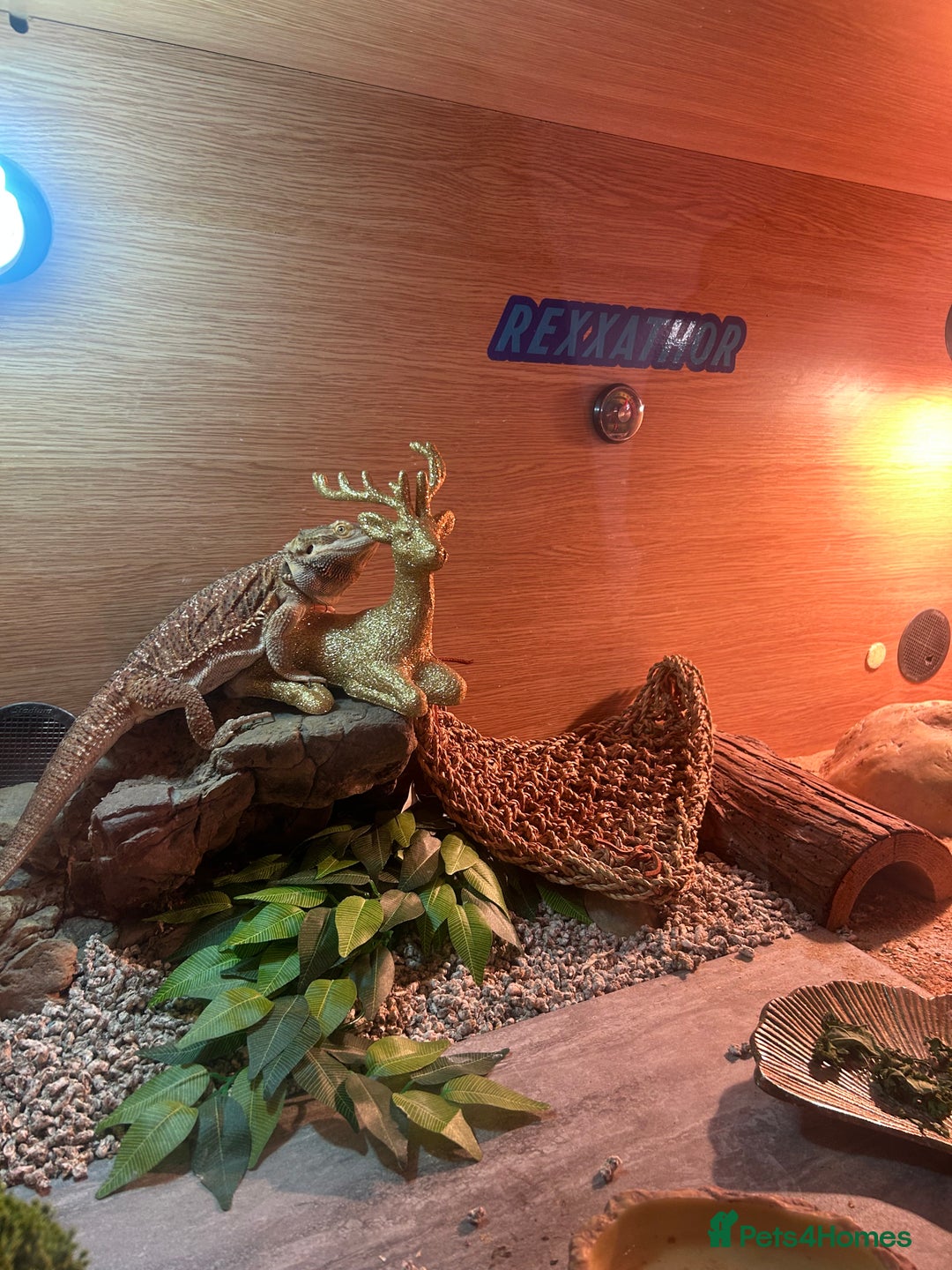 Bearded Dragon reptiles for sale: Rex (bearded dragon)  - Advert 5
