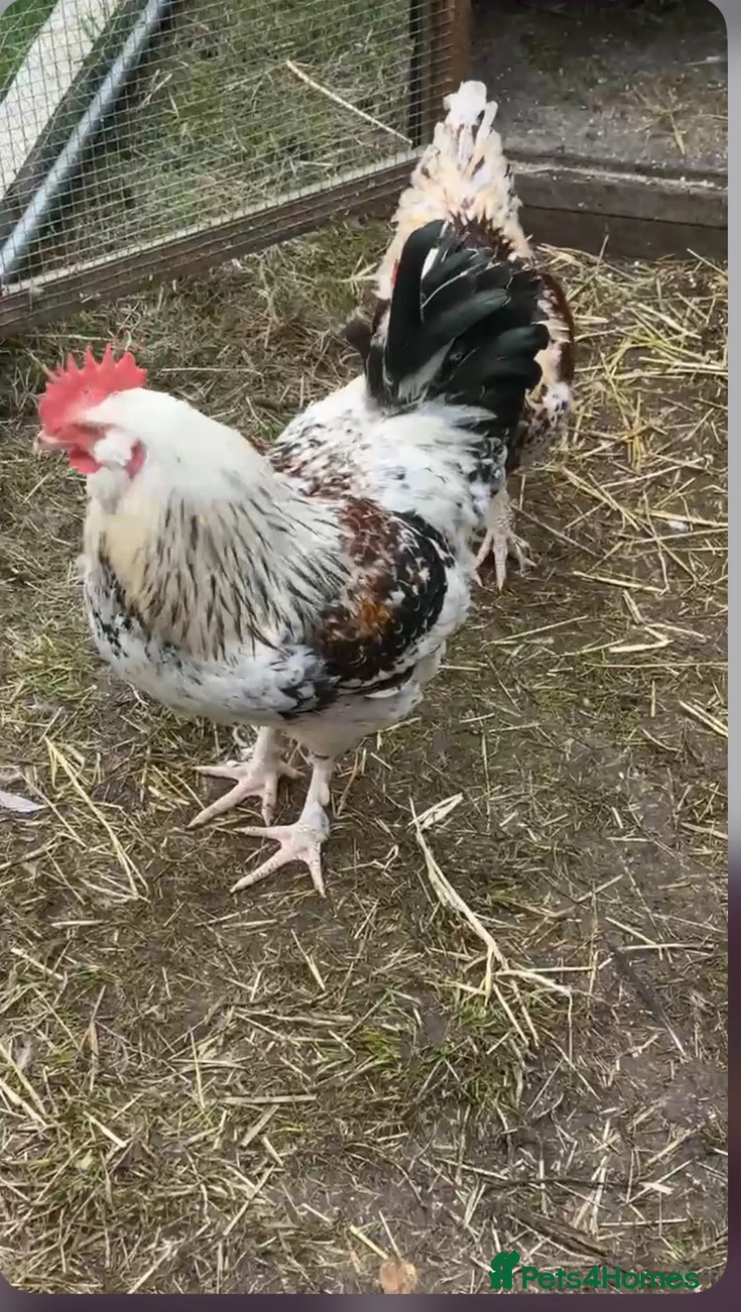 Chickens poultry for sale: Sad rehoming  in Lincoln - Advert 2