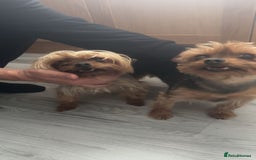 Yorkshire Terrier dogs for sale: Miniature Yorkshire terrier - Image 7