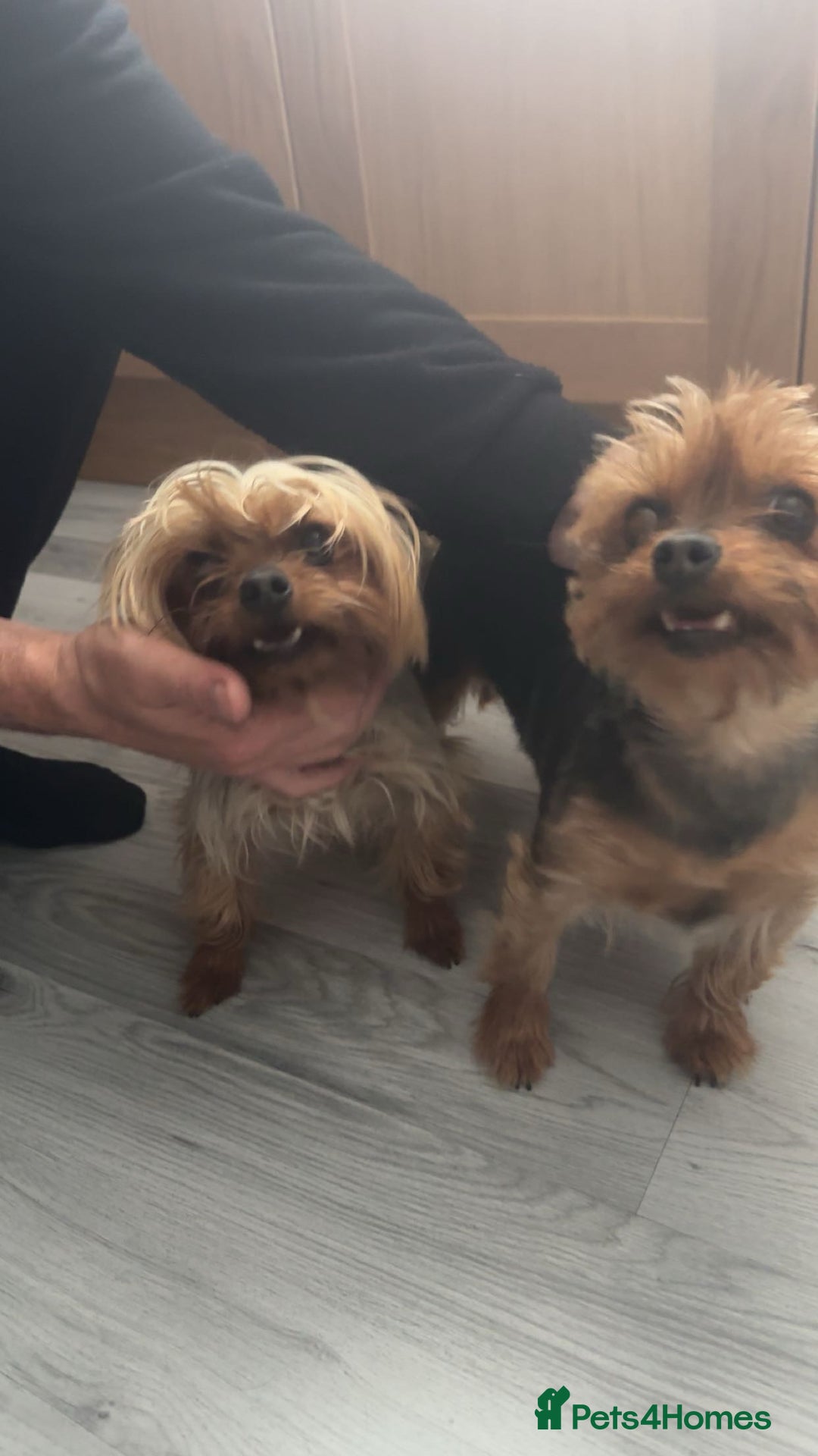 Yorkshire Terrier dogs for sale: Miniature Yorkshire terrier - Image 7