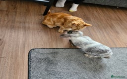 Mini Lop rabbits for sale: Two lop sisters  - Image 5