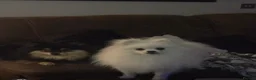 Pomeranian dogs for sale: 2 males  cream and orange. Pomeranians  - Advert 16