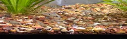 Cichlids fish for sale: Ellioti Cichlids fry & babys  - Advert 2