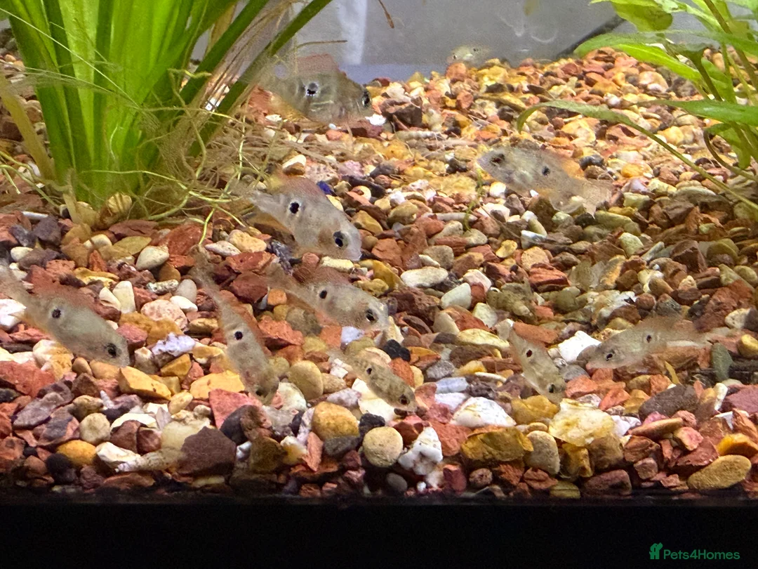 Cichlids fish for sale: Ellioti Cichlids fry & babys  - Advert 2