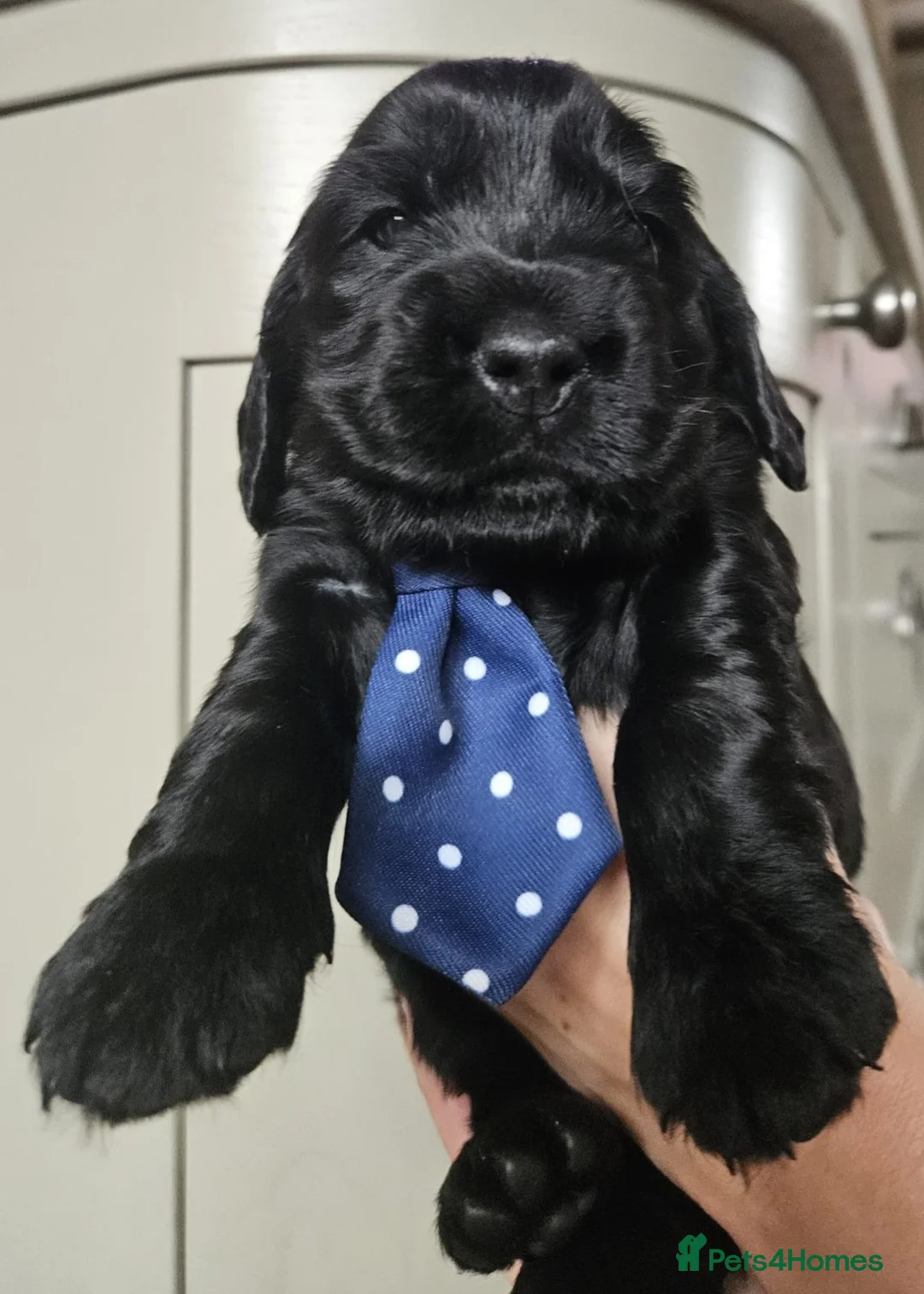 Cocker Spaniel dogs for sale: Show type Simbawood Cocker spaniel puppies  - Advert 22