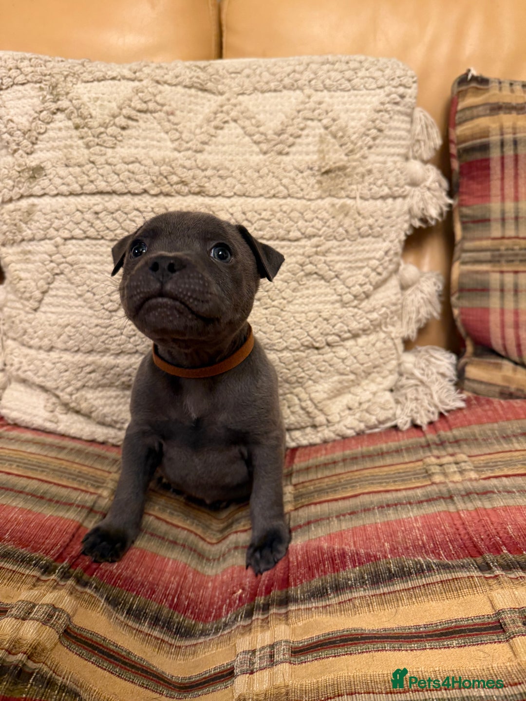 Staffordshire Bull Terrier dogs for sale: KC Registered/Health Tested Blue SBT Puppies - Advert 14