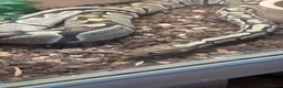 Python Snake reptiles for sale: Ball Python and set up in Nottingham - Advert 3
