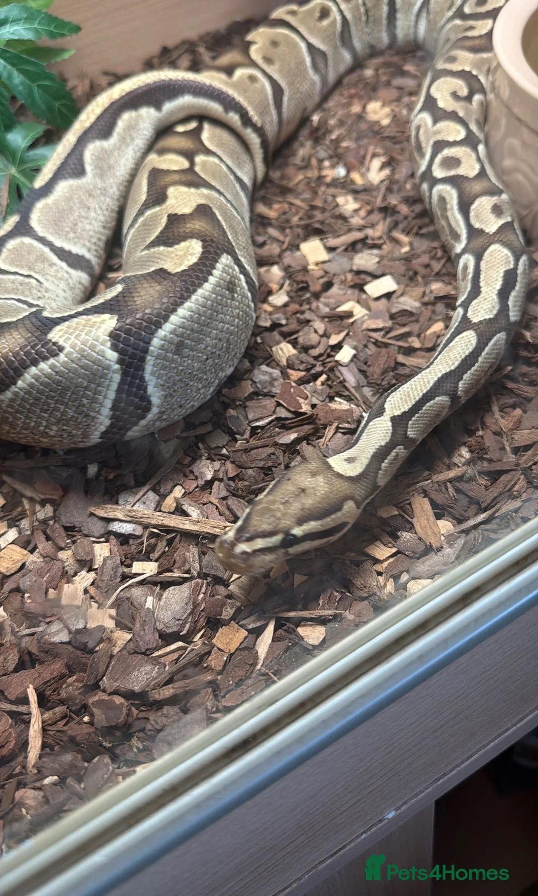 Python Snake reptiles for sale: Ball Python and set up in Nottingham - Advert 3