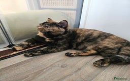 British Shorthair cats for sale: Gorgeous Tortie ✨ Rabies Vax ✅🌎✈️ - Image 6