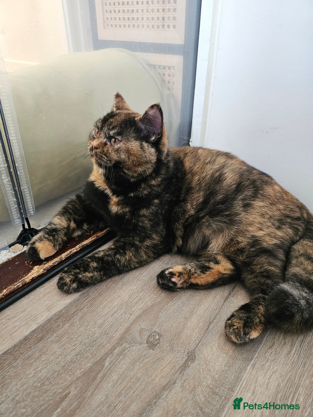 British Shorthair cats for sale: Gorgeous Tortie ✨ Rabies Vax ✅🌎✈️ - Image 6