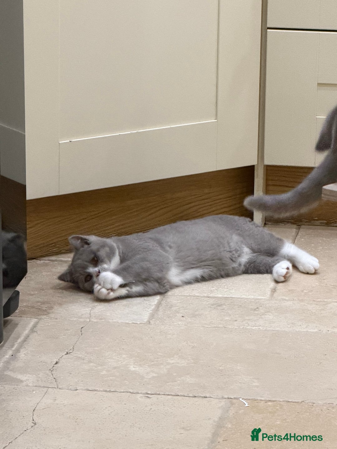 British Shorthair cats for sale: READY NOW - Full Pedigree Registered BSH kittens  - Advert 5