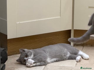 British Shorthair cats READY NOW - Full Pedigree Registered BSH kittens - Advert 13