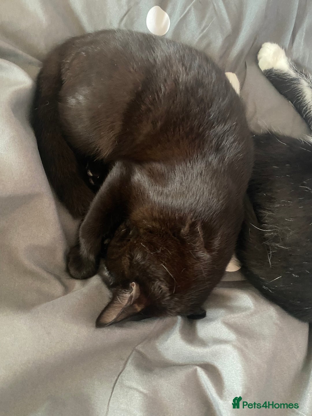 British Shorthair cats for sale: Mother and baby  - Advert 3