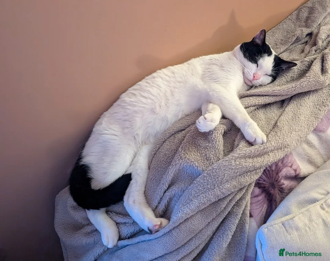 British Shorthair cats for sale: Rehome Cat - Advert 2