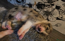 Border Collie dogs for sale: Unique blue merle border collie puppies - Image 19