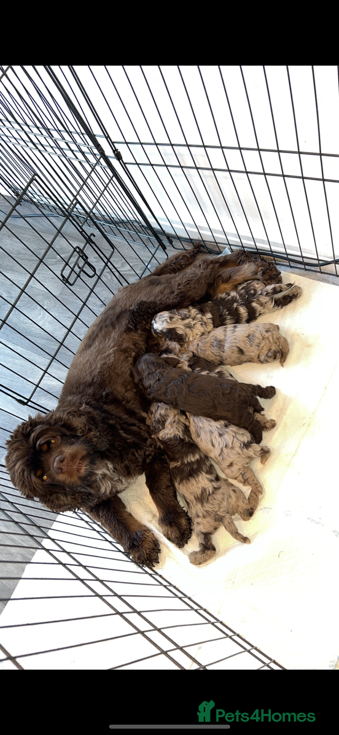 Cockapoo dogs for sale: Stunning litter of F1 Yankee doodles - Image 2