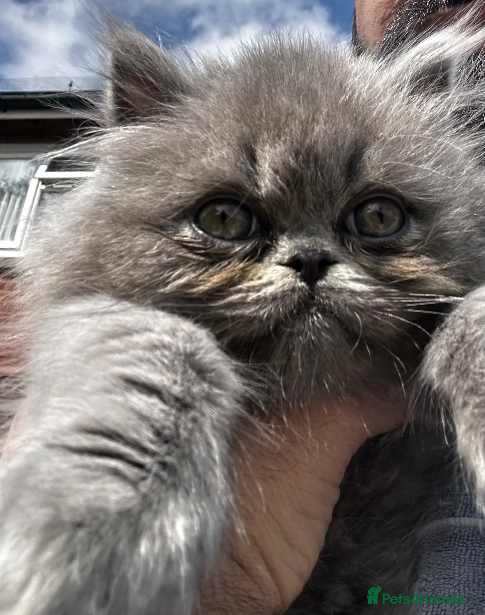 British Shorthair cats 🧸 CHUNKY Teddy Bear British Shorthair - Advert 7