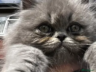 British Shorthair cats 🧸 CHUNKY Teddy Bear British Shorthair - Advert 7