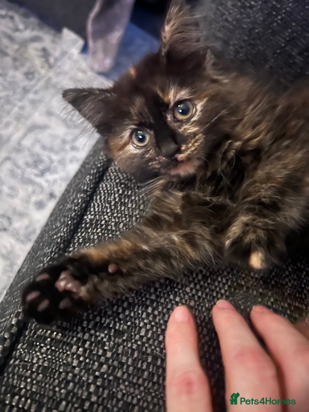 Mixed Breed cats for sale: READY NOW  - Advert 2