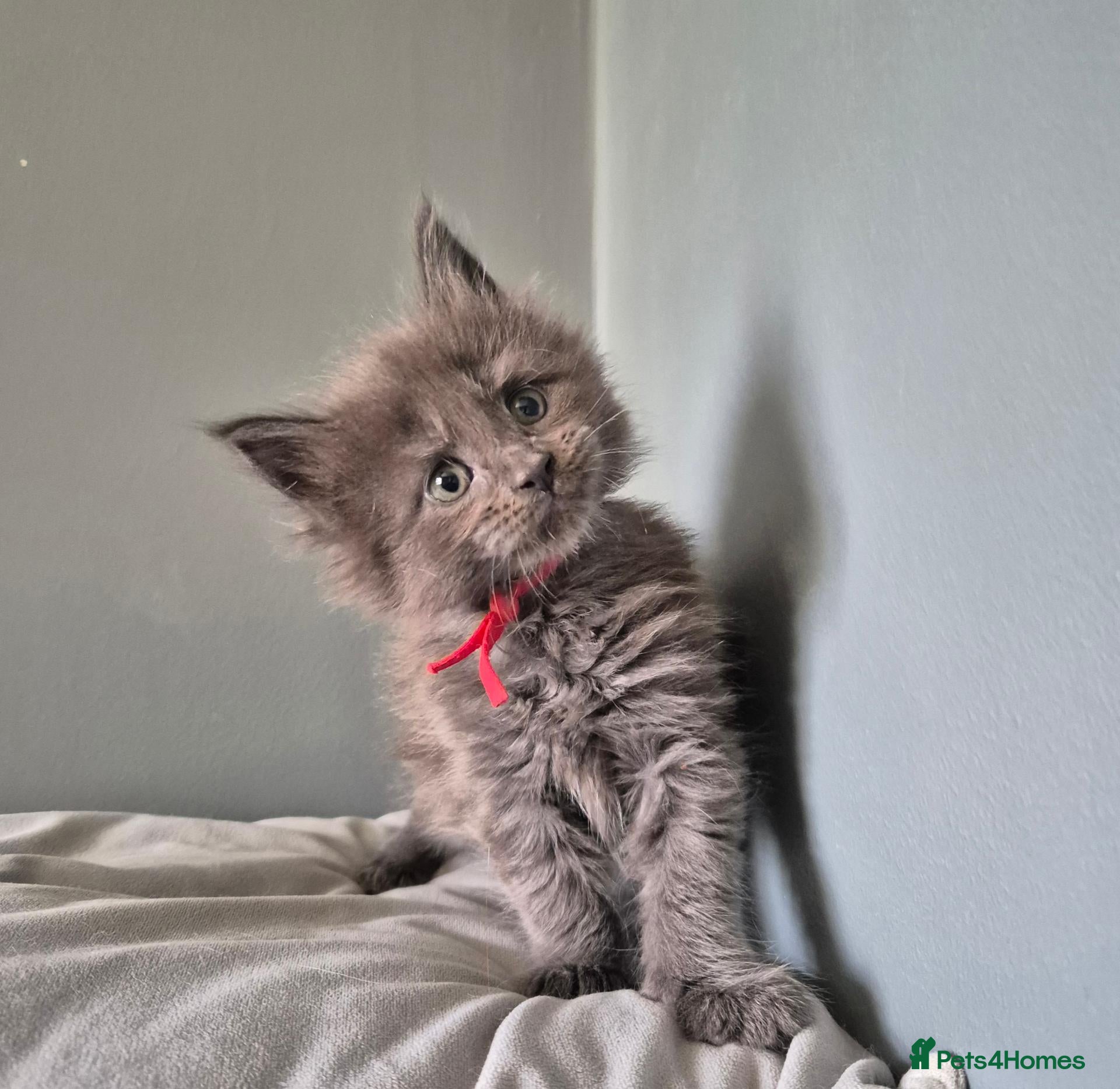 Maine Coon cats Blue/ black smoke Imported Lines - Advert 11