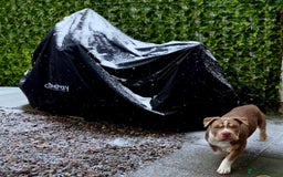 American Bully dogs for sale: Pocket Bully  - Advert 3