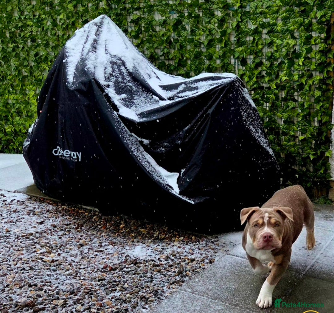 American Bully dogs for sale: Pocket Bully  - Advert 3