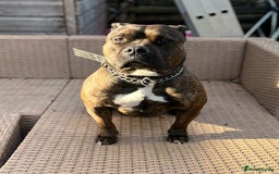 American Bully dogs for sale: Classic American Bully - Image 3