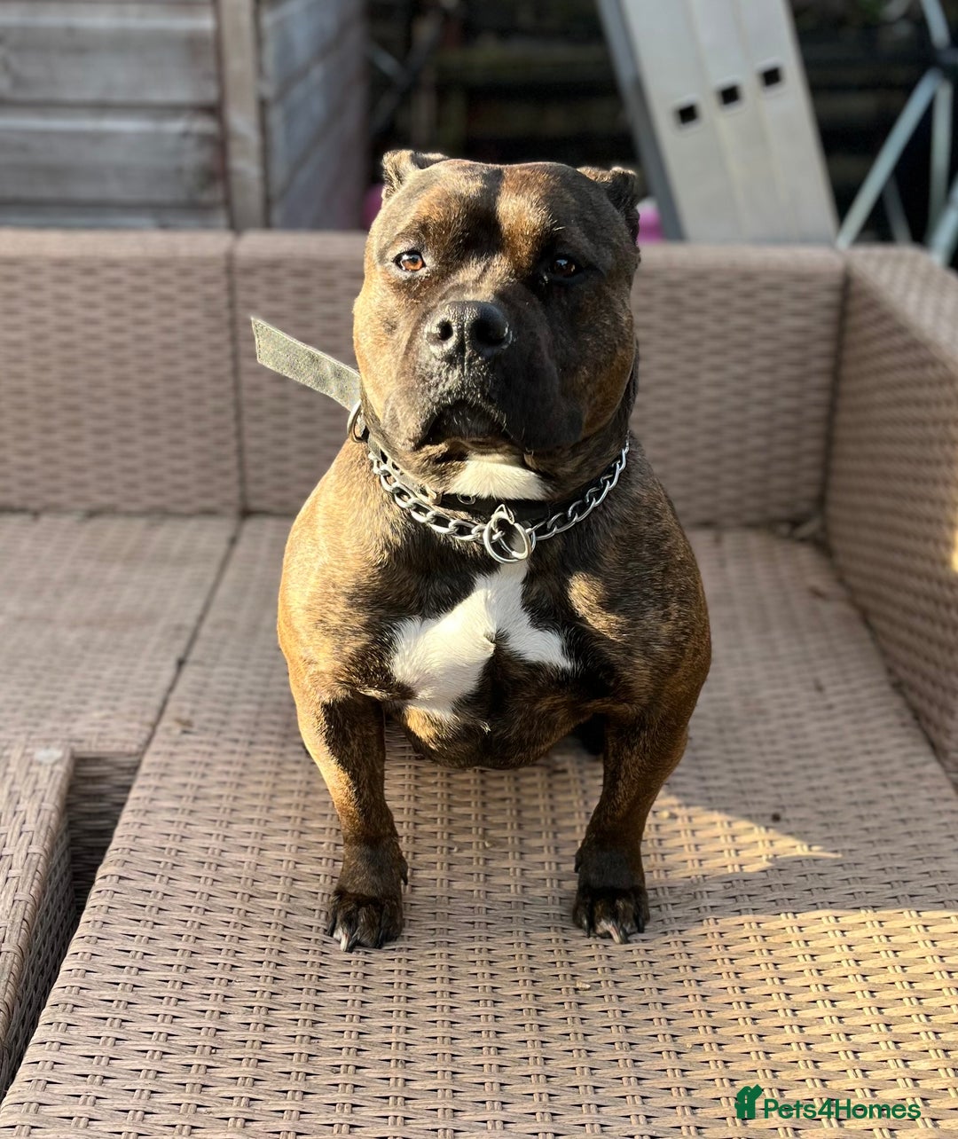 American Bully dogs for sale: Classic American Bully - Image 3